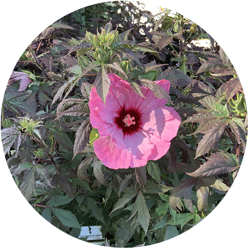 A large Hardy Hibiscus shrub with several bright red blooms and dark green leaves.